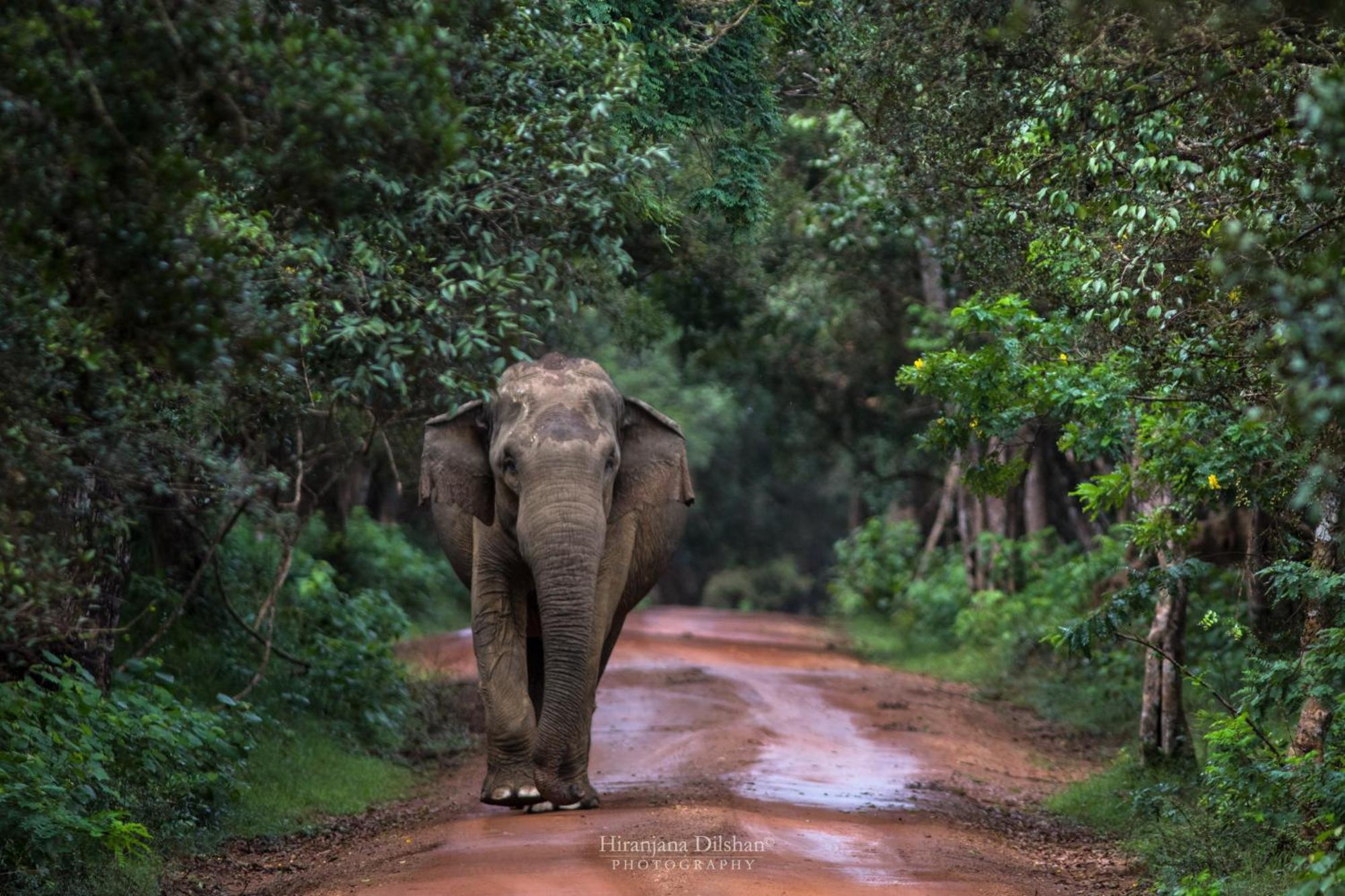 Villa Epic Wild Wilpattu Nochchiyagama