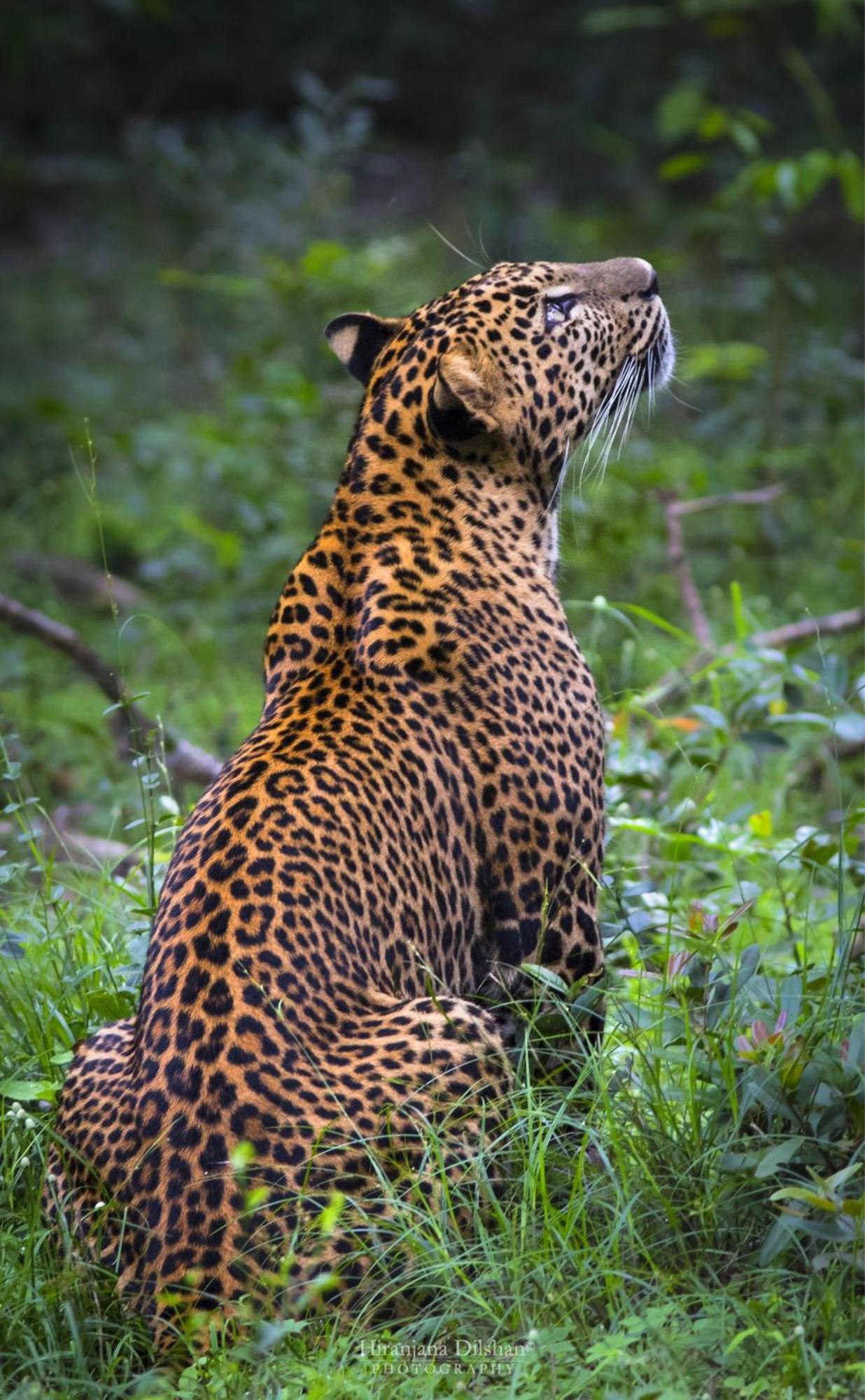 Villa Epic Wild Wilpattu